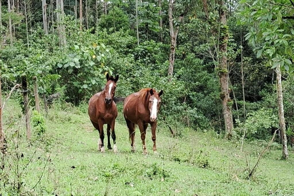 Sitio Som Das Aguas Benedito Novo Екстериор снимка